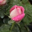 Rosa 'Tanger™' - rózsaszín - fehér - teahibrid rózsa