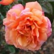 Kép 1/3 - Rosa 'Tapestry™' - sárga - rózsaszín - teahibrid rózsa