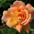 Kép 2/3 - Rosa 'Tapestry™' - sárga - rózsaszín - teahibrid rózsa