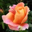Rosa 'Tapestry™' - sárga - rózsaszín - teahibrid rózsa