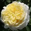 Kép 1/3 - Rosa 'The Pilgrim' - sárga - angol rózsa
