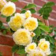 Kép 2/3 - Rosa 'The Pilgrim' - sárga - angol rózsa