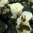 Rosa 'The Pilgrim' - sárga - angol rózsa