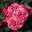 Rosa 'Titian™' - rózsaszín - climber, futó rózsa