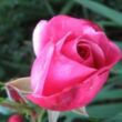 Kép 3/3 - Rosa 'Titian™' - rózsaszín - climber, futó rózsa