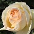 Kép 1/3 - Rosa 'Topaze Orientale™' - sárga - teahibrid rózsa