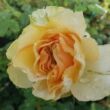 Rosa 'Topaze Orientale™' - sárga - teahibrid rózsa