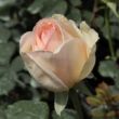 Rosa 'Topaze Orientale™' - sárga - teahibrid rózsa