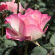 Kép 2/3 - Rosa 'Tourmaline™' - fehér - rózsaszín - teahibrid rózsa