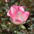 Rosa 'Tourmaline™' - fehér - rózsaszín - teahibrid rózsa