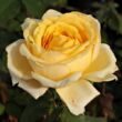 Kép 1/3 - Rosa 'Venusic™' - sárga - teahibrid rózsa