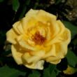Kép 2/3 - Rosa 'Venusic™' - sárga - teahibrid rózsa