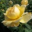 Rosa 'Venusic™' - sárga - teahibrid rózsa