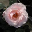 Kép 2/3 - Rosa 'Delset' - rózsaszín - teahibrid rózsa