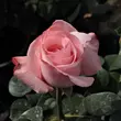 Kép 3/3 - Rosa 'Delset' - rózsaszín - teahibrid rózsa