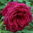 Kép 1/3 - Rosa 'Volcano™' - vörös - teahibrid rózsa