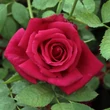 Kép 2/3 - Rosa 'Volcano™' - vörös - teahibrid rózsa