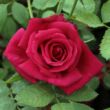 Rosa 'Volcano™' - vörös - teahibrid rózsa