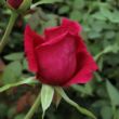 Rosa 'Volcano™' - vörös - teahibrid rózsa