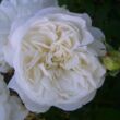 Kép 1/3 - Rosa 'Weisse Gruss an Aachen™' - fehér - virágágyi floribunda rózsa