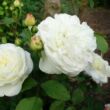 Kép 3/3 - Rosa 'Weisse Gruss an Aachen™' - fehér - virágágyi floribunda rózsa