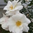 Rosa 'White Queen Elizabeth' - fehér - virágágyi grandiflora - floribunda rózsa