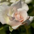 Kép 3/3 - Rosa 'White Queen Elizabeth' - fehér - virágágyi grandiflora - floribunda rózsa