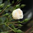 Rosa 'Magic Blanket' - fehér - talajtakaró rózsa