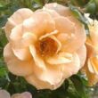 Kép 1/3 - Rosa 'Zorba™' - sárga - climber, futó rózsa