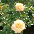 Rosa 'Zorba™' - sárga - climber, futó rózsa
