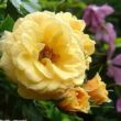 Kép 3/3 - Rosa 'Zorba™' - sárga - climber, futó rózsa