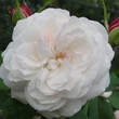 Kép 1/3 - Rosa 'Boule de Neige' - fehér - történelmi - noisette rózsa