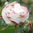 Kép 3/3 - Rosa 'Boule de Neige' - fehér - történelmi - noisette rózsa