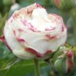 Rosa 'Boule de Neige' - fehér - történelmi - noisette rózsa