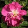 Kép 1/3 - Rosa 'Csinszka' - rózsaszín - virágágyi polianta rózsa
