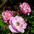 Kép 2/3 - Rosa 'Csinszka' - rózsaszín - virágágyi polianta rózsa