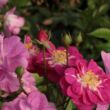 Rosa 'Csinszka' - rózsaszín - virágágyi polianta rózsa