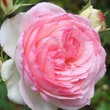 Kép 1/3 - Rosa 'Eden Rose®' - rózsaszín - climber, futó rózsa