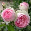 Kép 2/3 - Rosa 'Eden Rose®' - rózsaszín - climber, futó rózsa