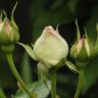 Rosa 'Eden Rose®' - rózsaszín - climber, futó rózsa