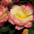 Rosa 'Emeraude d'Or' - sárga - rózsaszín - teahibrid rózsa
