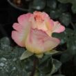 Rosa 'Emeraude d'Or' - sárga - rózsaszín - teahibrid rózsa