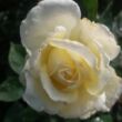 Rosa 'Erény' - fehér - teahibrid rózsa
