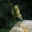 Kép 3/3 - Rosa 'Erény' - fehér - teahibrid rózsa