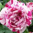 Kép 1/3 - Rosa 'Ferdinand Pichard' - fehér - vörös - történelmi - perpetual hibrid rózsa