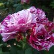 Rosa 'Ferdinand Pichard' - fehér - vörös - történelmi - perpetual hibrid rózsa