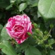 Kép 3/3 - Rosa 'Ferdinand Pichard' - fehér - vörös - történelmi - perpetual hibrid rózsa