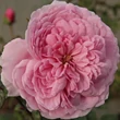 Kép 1/3 - Rosa 'Fluffy Ruffles™' - rózsaszín - virágágyi floribunda rózsa