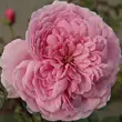 Kép 1/3 - Rosa 'Fluffy Ruffles™' - rózsaszín - virágágyi floribunda rózsa