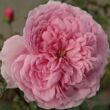 Kép 1/3 - Rosa 'Fluffy Ruffles™' - rózsaszín - virágágyi floribunda rózsa